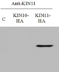 AKIN11 | SNF1-related protein kinase catalytic subunit alpha KIN11 in the group Antibodies Plant/Algal  / Developmental Biology / Signal transduction at Agrisera AB (Antibodies for research) (AS10 920)